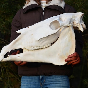 Horse skull, real animal, collectible bone, for collectors, home decor, western decor, vintage style, wild west decor, Echoes Of Forest