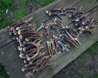 Bois de chevreuil : des mues naturelles pour le bricolage et la décoration