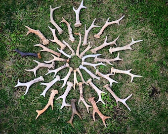 Corna di capriolo invecchiate, capannone europeo naturale, arredamento rustico