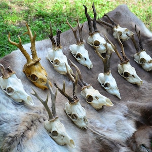 Roe Deer Skull with Antlers: Ethically Sourced Curio, 30cm