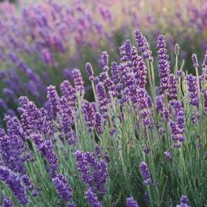 May include: A field of lavender plants in full bloom. The image showcases numerous stalks of purple flowers with green stems and leaves. The soft focus creates a dreamy, natural aesthetic, perfect for floral and botanical themes.