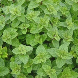 May include: Close-up of oregano plants with vibrant green leaves. The image showcases the fresh, healthy foliage of the herb, with a dense arrangement of leaves. The leaves have a slightly rounded shape and a textured surface, creating a lush, natural appearance.