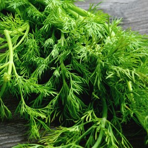 100 Organic Dill Seeds - Mammoth Long Island, Fresh Premium Non-GMO Herb Seeds; Grow Indoors or Outdoors; Flat Rate Shipping