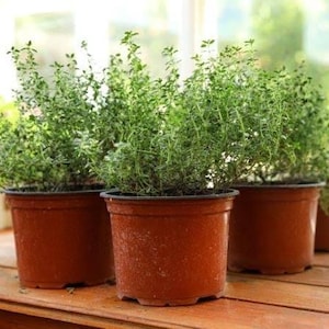 200 Organic Thyme Seeds: High Germination; Culinary Herb.