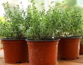 200 Organic Thyme Seeds: High Germination; Culinary Herb.