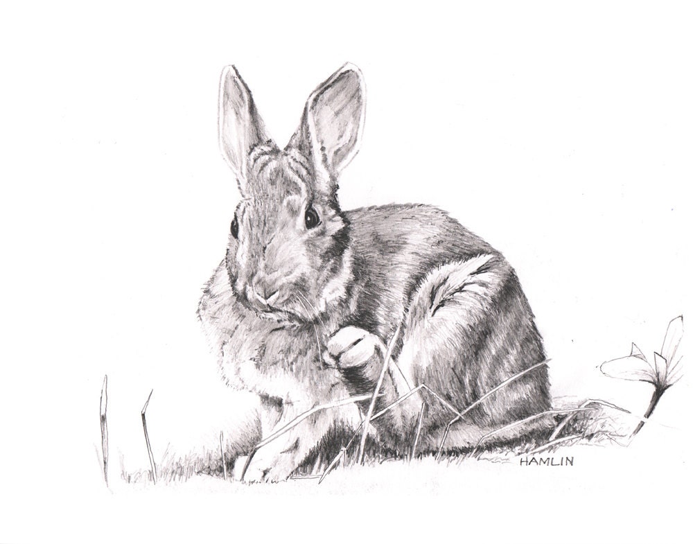 Snowshoe Hare Open Edition Print of an Original Drawing Etsy