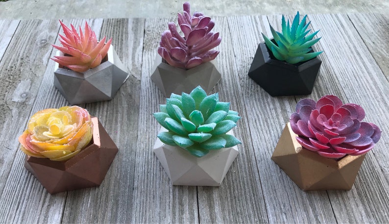 Succulent plant in gold small concrete Hexagonal planter
