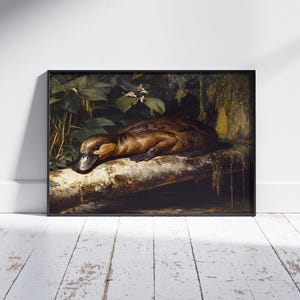 Vintage Schnabeltier Art Print – Entenschnabeltier Poster in natürlicher Waldkulisse – Antikes Tier Wanddekor für Naturliebhaber