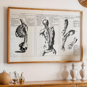 Vintage Anatomy Poster: Skeletal & Muscle Print, Medical Wall Art