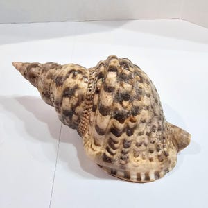 Triton Conch Seashell Trumpeted Shell Beautiful Markings Large Size 9&quot;×4.75×3.5&quot;