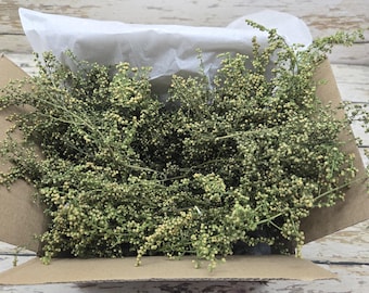 2026 Crop Sweet Annie MINI'S  Box Full Natural  Non GMO