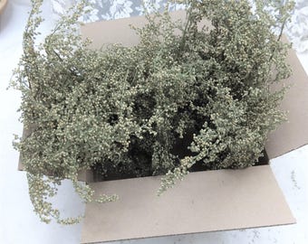 Sweet Annie Mothers Day Spring Craft Shorts Natural Heirloom Dried Artemisia Herb 2025