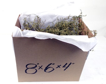 Sweet Annie MINI'S 2025 Crop Box Full Natural Dried Non GMO