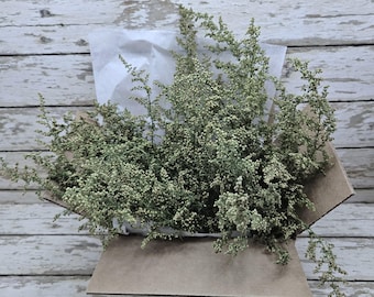 Sweet Annie Mothers Day Spring Craft Natural Heirloom Dried Artemisia Herb 2025