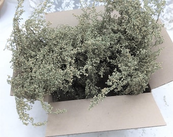 Sweet Annie Shorts Natural Dried Artemisia Herb 2025 Fall Craft Floral