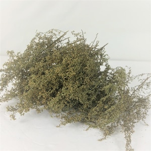 May include: A bundle of dried, light green and tan colored flowers and stems. The dried flowers have small, round buds. The stems are thin and branching. The background is white.