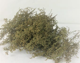 Sweet Annie Easter MINI'S 2025 Crop Natural Dried Non Hybrid Box Full