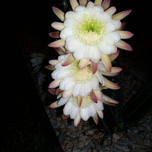 Seeds, Seeds For Cactus Plant, Seeds For Night Blooming Cereus, Seeds For Queen Of The Night