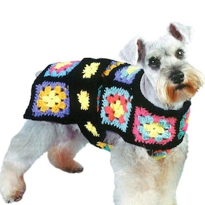 May include: A small, white dog wearing a black crochet sweater. The sweater has colourful squares in pink, yellow, blue, and green. The dog is standing against a white background.