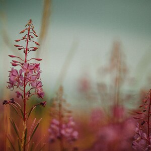 Summer Flowers, fine art photographic print in textured paper.