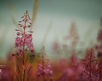 Summer Flowers, fine art photographic print in textured paper.