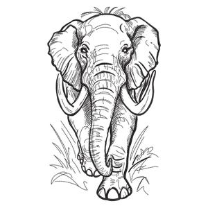 Op de afbeelding: Zwart-wit illustratie van een olifant die naar voren loopt. De olifant heeft grote slagtanden en wordt omringd door gras. De afbeelding is een gedetailleerde lijntekening, met schaduw om diepte en textuur te geven.