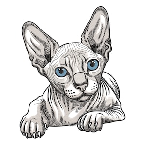 Puede incluir: Un gato blanco sin pelo con ojos azules, acostado boca abajo con las patas extendidas hacia adelante. El gato tiene una cara arrugada y una expresión dulce.