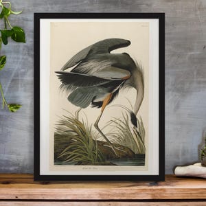 Great Blue Heron Vintage Art Print, Birds of America Decor, Antique Bird Illustration, John Audubon Poster