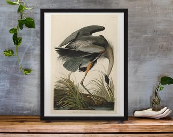 Grauer Reiher Vintage Kunst Druck, Birds of America Dekor, Antike Vogel Illustration, John Audubon Poster