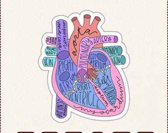 Anatomical Heart Vector SVG PNG DXF, Medical Anatomy Illustration, Science Teacher Gift, Nursing Student, Heart Diagram Digital Download