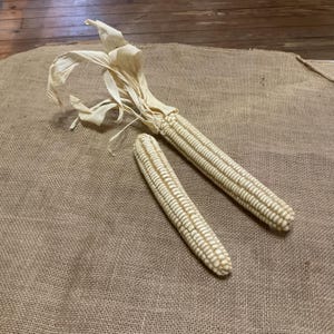 Rare - Hickory Cane Dent Corn - Heirloom Seeds
