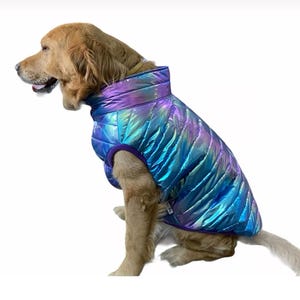 Peut inclure: Un chien golden retriever portant un gilet matelassé iridescent bleu et violet. Le gilet a un design matelassé et un col montant.