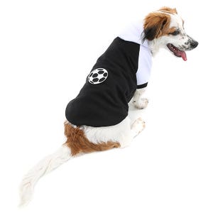 Black Ball Dog Hoodie: Windproof Small Breed Apparel