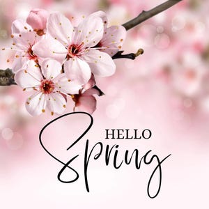 May include: Pink cherry blossoms in bloom with a blurred background and the text "Hello Spring" in black cursive.