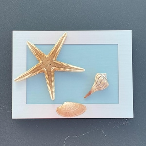 Könnte beinhalten: Ein gerahmtes Küstenkunstwerk mit einem Seestern, einer Muschel und einer Jakobsmuschel. Die Muscheln sind auf einem hellblauen Hintergrund in einem weißen Rahmen angeordnet. Der Seestern ist hellbraun und hat fünf Arme.