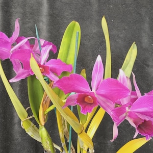 Cattleya Pacavia (C. tenebrosa x c. purpurata var sanguinea)