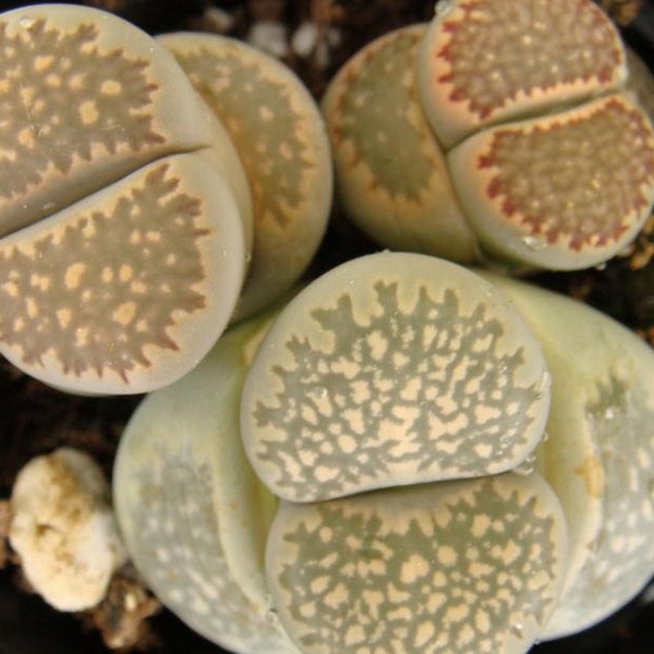 Living Stones or Lithops