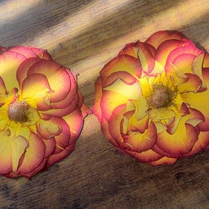 Pressed Rose Flowers | Real Dried Roses for Resin Art, Jewelry & Crafts | 1-4 inch