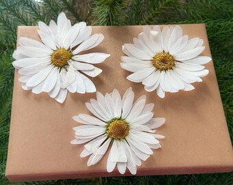 Pressed White Purple Yellow Daisies - Set of 3 - Hand-Preserved for Crafts & Decor