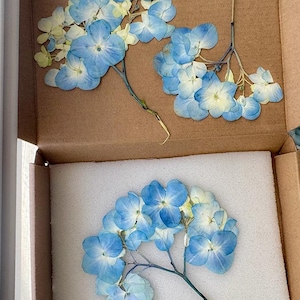 May include: Dried blue and white hydrangea flowers arranged in a cardboard box. The flowers have delicate petals and are in various stages of bloom. The box is lined with brown paper and white foam.