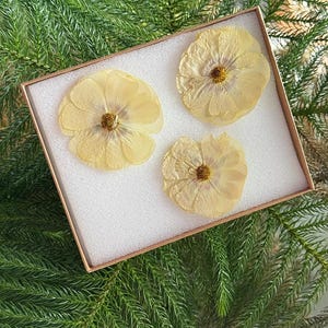 May include: Three pressed, dried flowers in a white box. The flowers are a pale yellow color with a light brown center.
