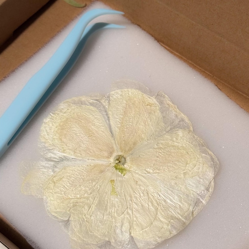 Pressed Ranunculus White - Etsy