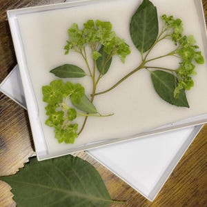 Fleurs pressées d'hortensia vert séchées