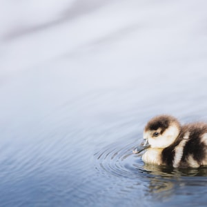 Anatroccolo sereno sull'acqua - Stampa fotografica artistica naturalistica