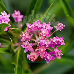 Rose Milkweed Seeds: Asclepias Syriaca, Monarch Butterfly Garden