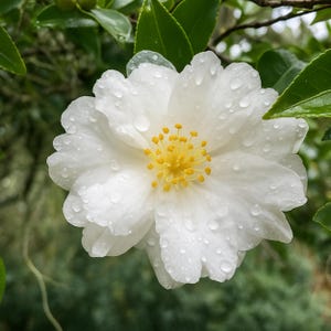 White Doves Camellia Japonica Live Starter Plant: Evergreen Flowering Shrub