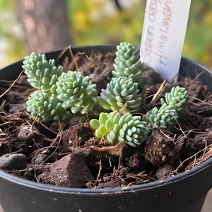 2&quot; Sedum Dasyphyllum ‘Himalayan Skies’ Succulent – Hardy Groundcover Plant, Indoor Outdoor Potted Houseplant, Easy Care Greenery