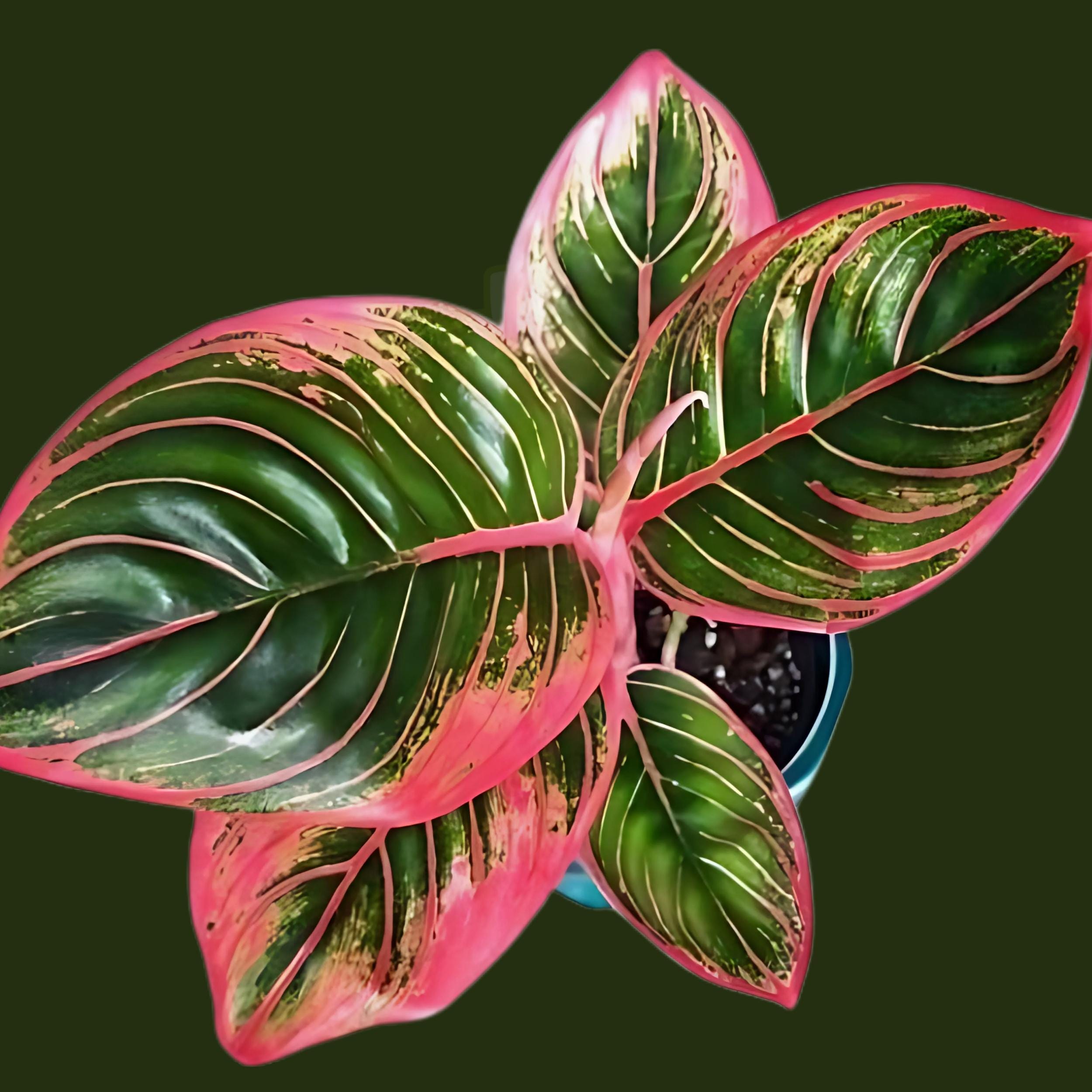 Aglaonema Khanza Pink: Rare Chinese Evergreen - 3