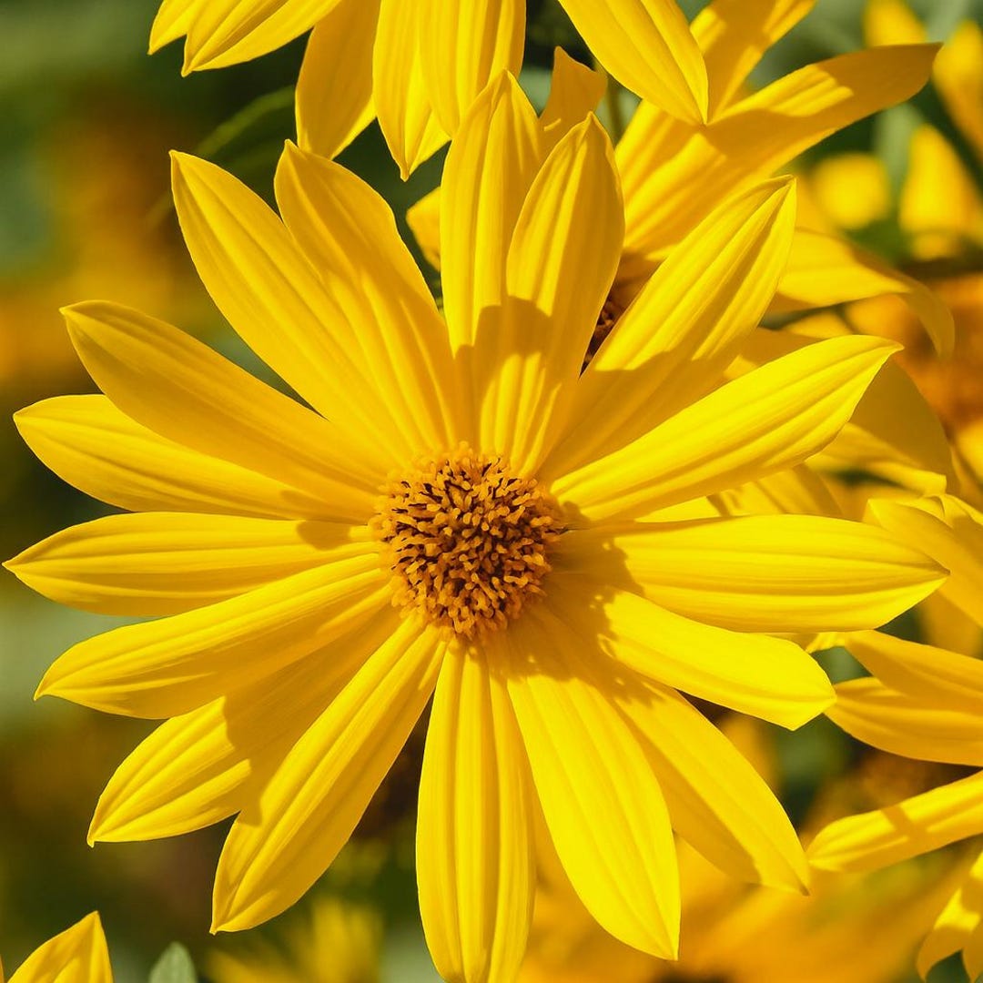 500 Maximilian Sunflower Seeds – Non-GMO, Free Shipping