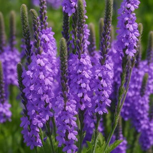 200 Hoary Vervain Seeds – Native Violet-Blue Wildflower, Pollinator Plant